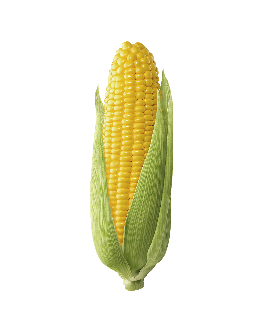 Corn kernel