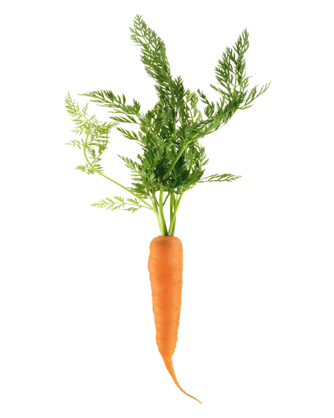 Carrot fiber
