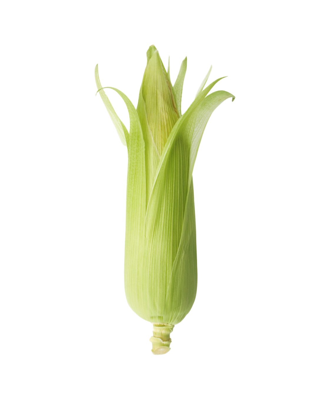 Corn husk