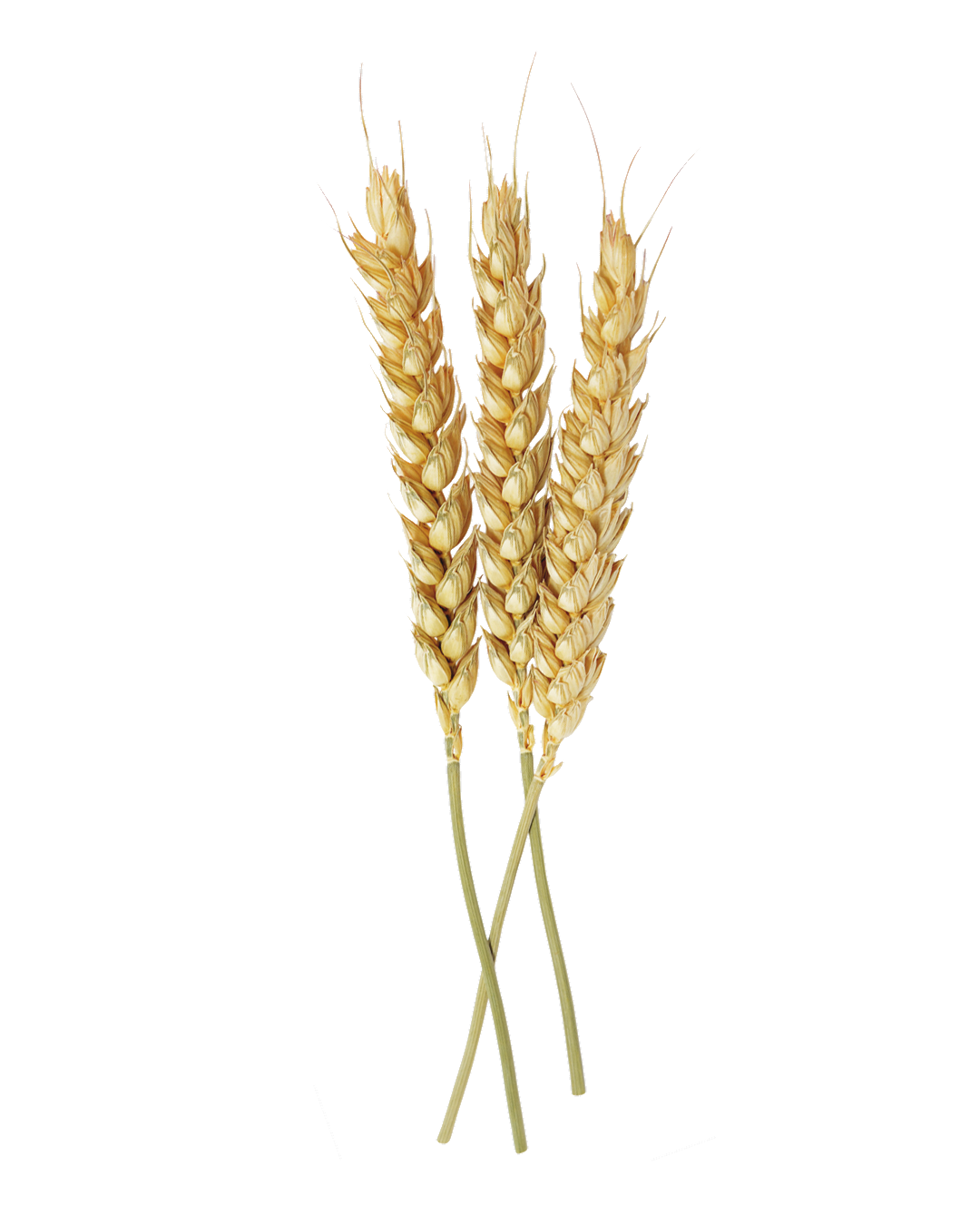 Wheat